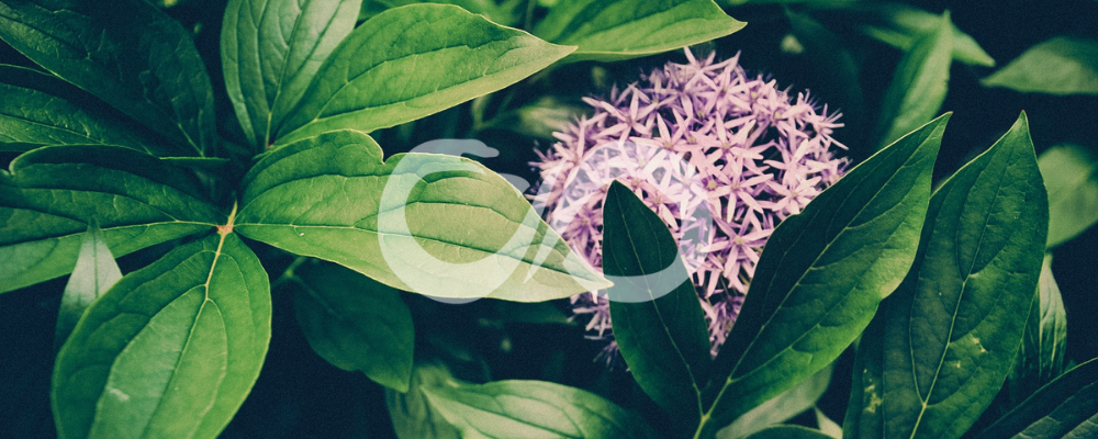 Comment trouver sa plante tutélaire ?
