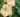 Datura