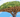 Dragonnier de Socotra