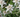 Edelweiss