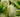 Fenouil