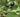 Morelle Noire