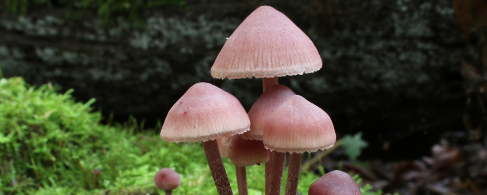 Bonnet de Lutin