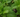 Menthe