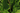Plantain