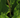 Plantain