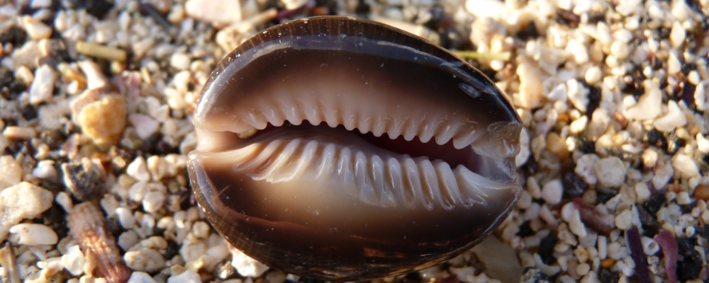Comment lancer les cauris pour une première lecture simple ?