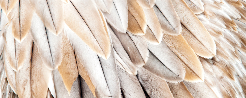 Comment utiliser une plume en magie ?