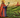 Saint Patrick