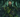 Arawn