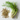 Fenouil (grains) - Aeternum - a close up of a plant on a white surface - # boutique ésoterisme# - #wicca#