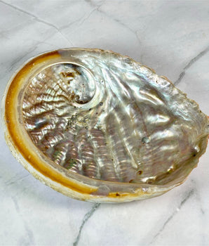 Grande coquille d'Ormeau - Aeternum - Grande coquille d'Ormeau - Aeternum - Grande coquille d'Ormeau - # boutique ésoterisme# - #wicca# - # boutique ésoterisme# - #wicca#