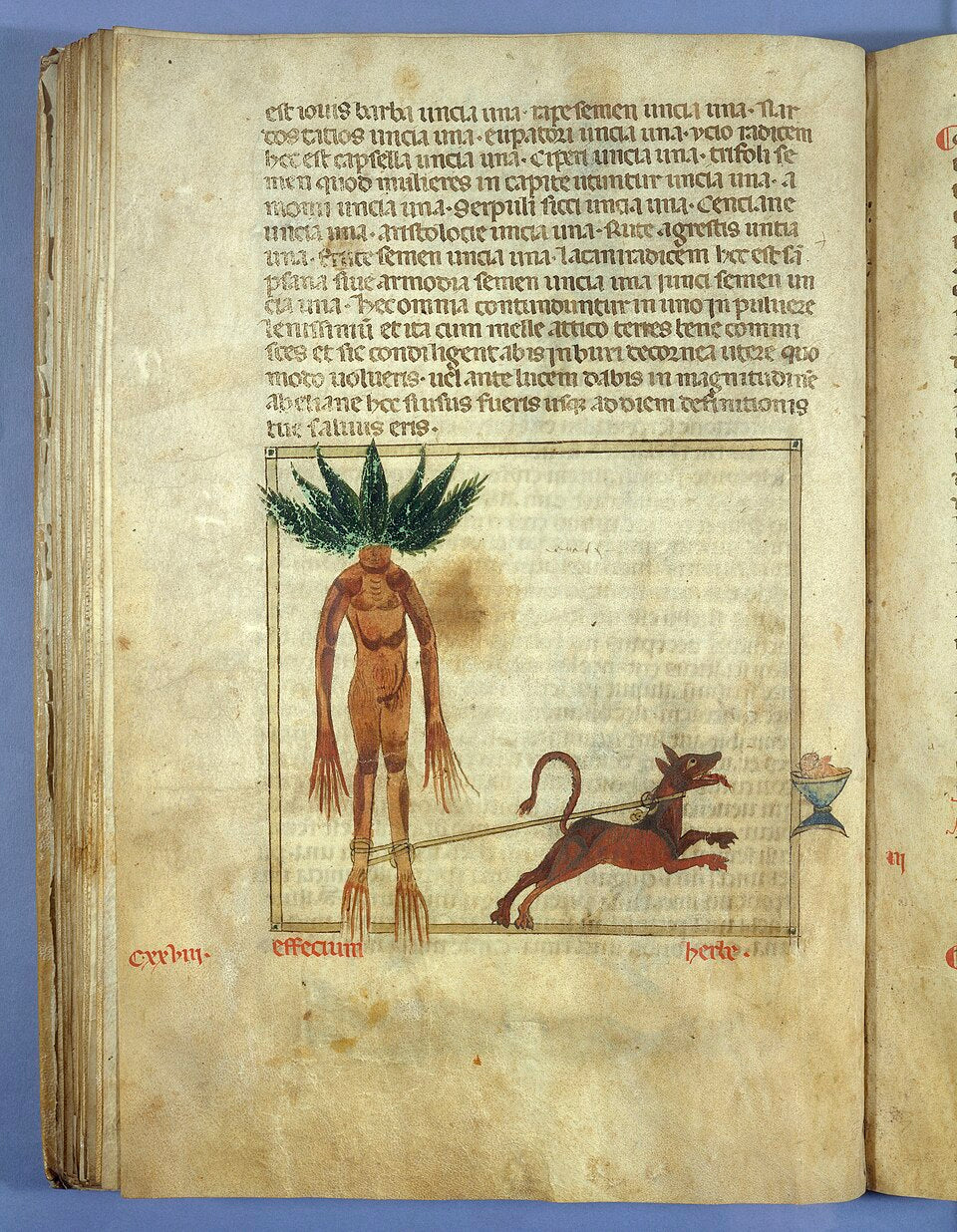 Mandragore à forme humaine attachée à un chien, enluminure médiévale du Pseudo-Apuleius, Wellcome MS 573