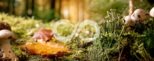 Notre grimoire botanique