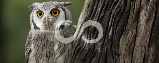 Le hibou en magie