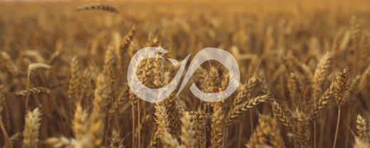 Le sabbat de Lammas / Lughnasadh