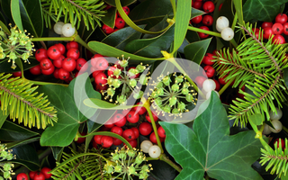 Les 5 plantes associées à Yule