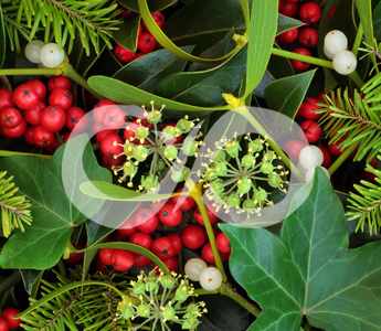 Les 5 plantes associées à Yule