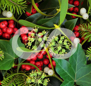 Les 5 plantes associées à Yule