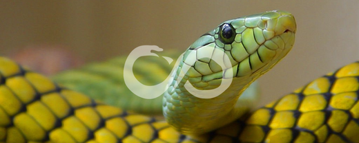 Le serpent en magie