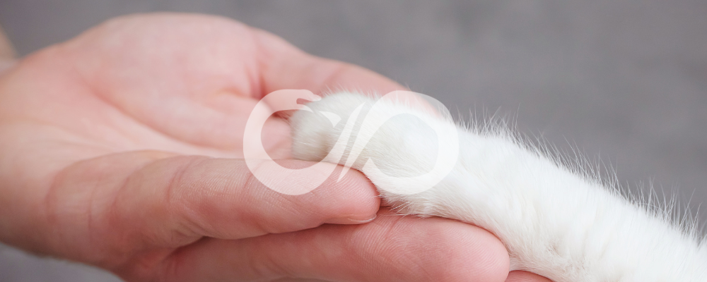 Quelles différences entre animal totem et familier ?