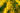 Acacia