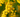 Acacia