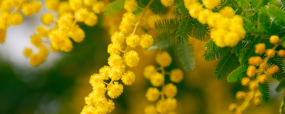 Acacia