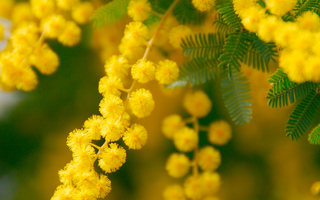 Acacia