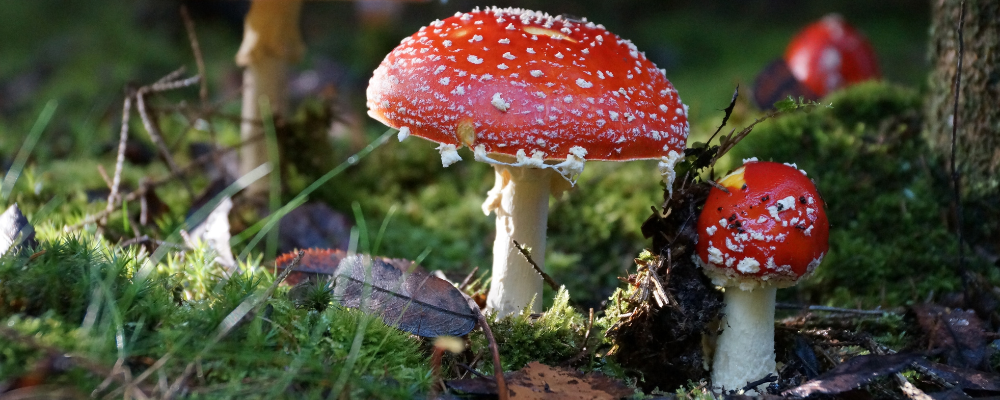 Amanite tue-mouches