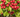 Aubépine