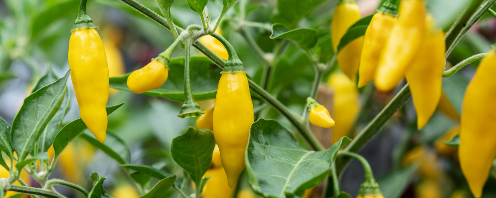 Piment Royal