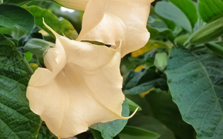 Datura