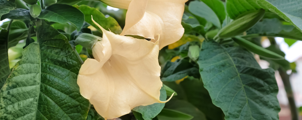 Datura