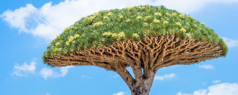 Dragonnier de Socotra
