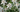 Edelweiss