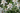 Edelweiss