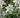 Edelweiss