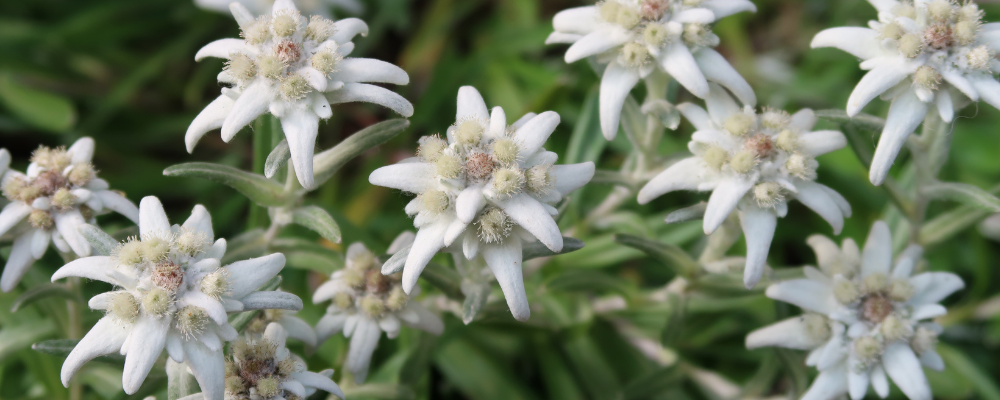 Edelweiss