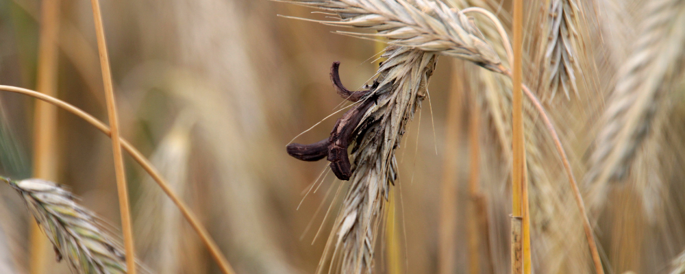 Ergot de seigle