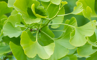 Ginkgo