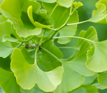 Ginkgo