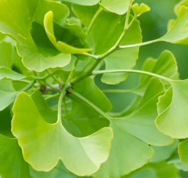 Ginkgo