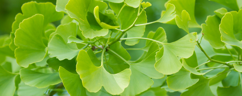 Ginkgo