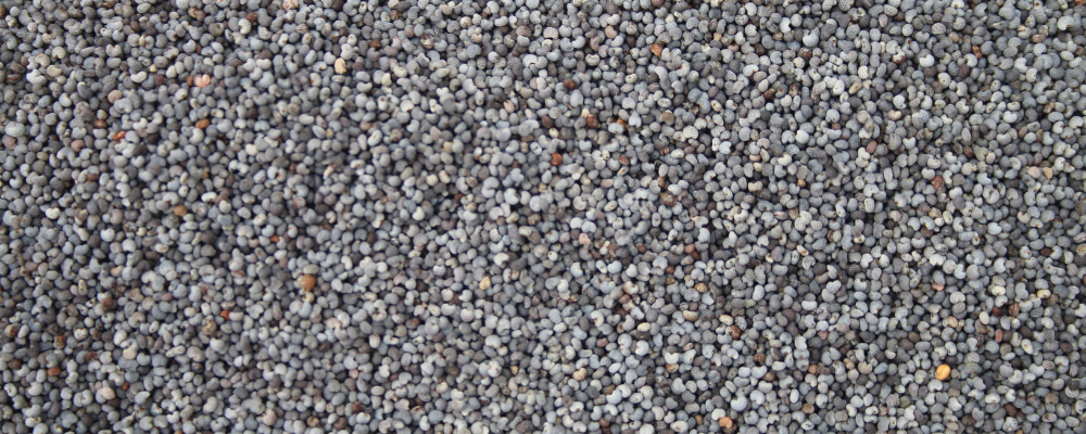 Graines de Pavot