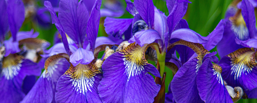 Iris