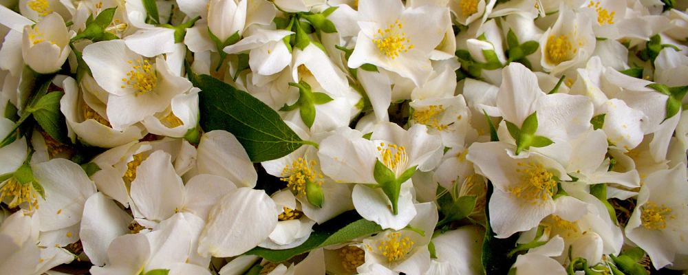 Jasmin