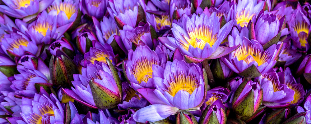 Lotus Bleu