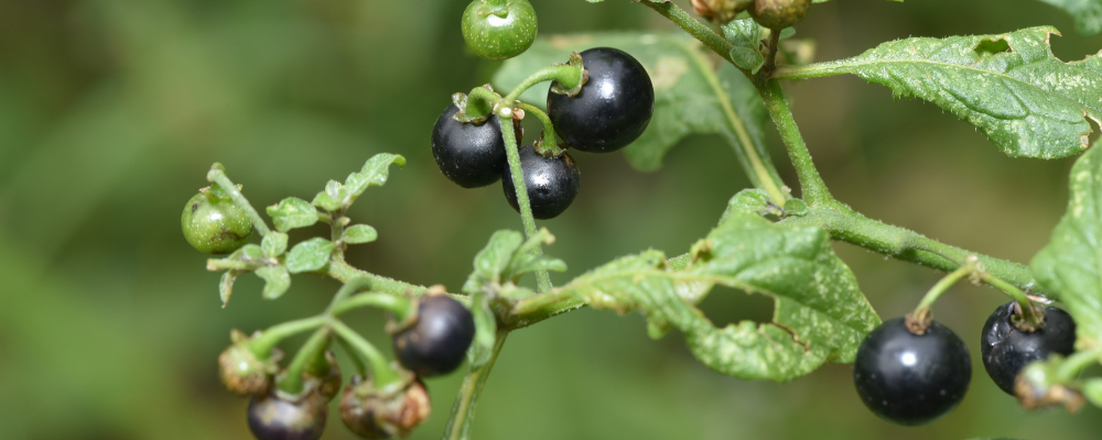 Morelle Noire