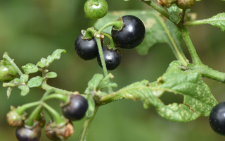 Morelle Noire